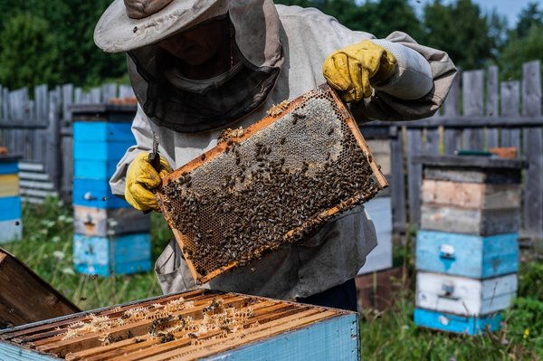 What Are the Benefits of Urban Beekeeping for Biodiversity in the UK?